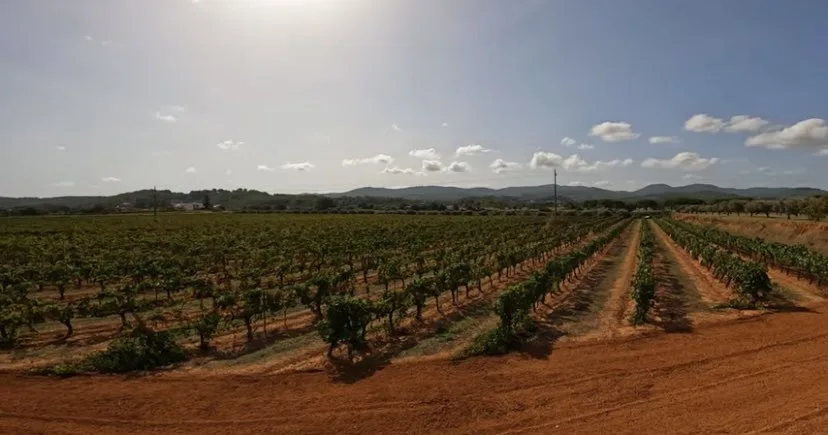 
 Ibicenco Hierbas fields